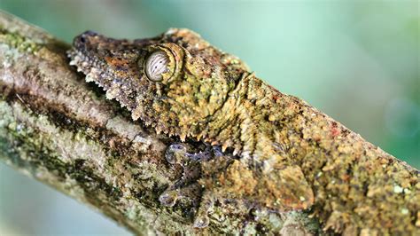  Gekko! A Tiny Master of Disguise Lurking on Walls, Seeking out Delicious Insects