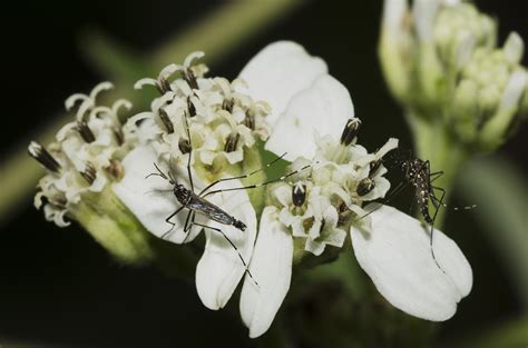  Jaxartella: A Tiny Terror Lurking in Mosquito Guts!