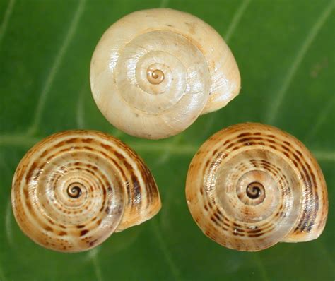  Quidarina!  A Tiny Snail With a Shell That Looks Like It Was Designed by an Architect