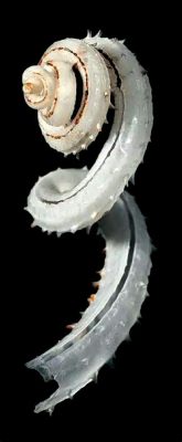  Siliquaria, a Gastropod With a Spiral Shell That Speaks Volumes About Its Marine Mysteries!