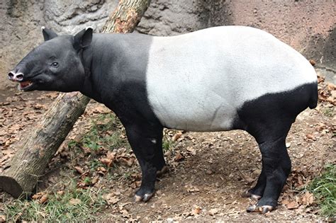  Tapir: Con vật có bộ lông sẫm màu với nụ cười bí ẩn!