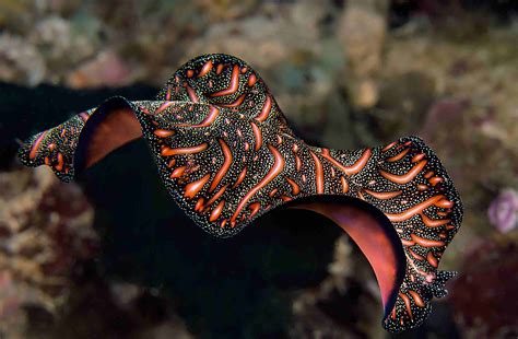  Th Entrance: A Transparent Flatworm Masterfully Camouflaged and Known For Its Incredible Regenerative Abilities!