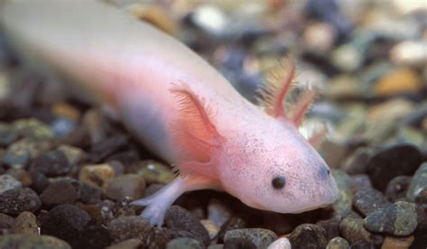  Axolotl: Con vật lưỡng cư kỳ lạ với khả năng tái tạo chi tuyệt vời!