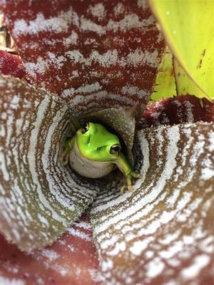  Bromeliad Frog: A Miniature Masterpiece Hiding in Tropical Treasures!