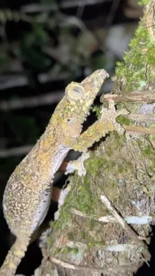  Filiform Lizard:  A Fascinating Reptile That Masters Both Mimicry and Camouflage