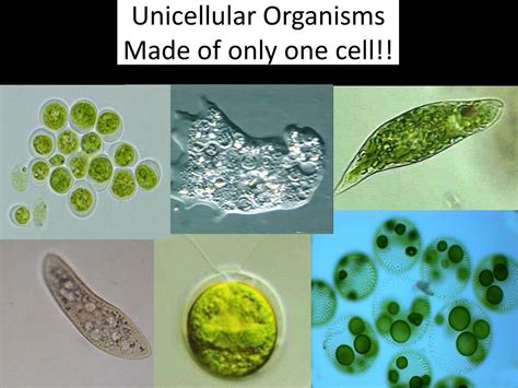  Jaxartia!  The Mighty Unicellular Organism Swimming With Grace