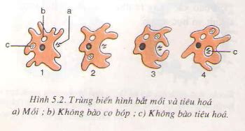  Kentropyx: Loài trùng biến hình này sẽ khiến bạn phải kinh ngạc với khả năng tái sinh của nó!