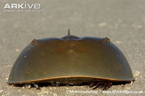  Limulus: Con vật cổ đại kỳ lạ sống sót qua hàng triệu năm và vẫn còn bí ẩn ngày nay!