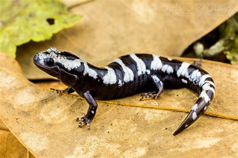  Marbled Salamander: The Tiny Speckled Creature That's a Master Disguiser and an Underwater Acrobatic!