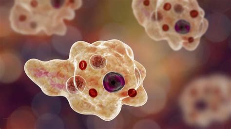  Naegleria fowleri: The Brain-Eating Amoeba That Lurks in Warm Waters!