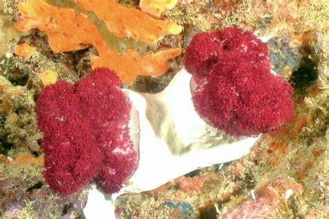  Organ Pipes Coral: The Underwater Symphony You Never Heard!