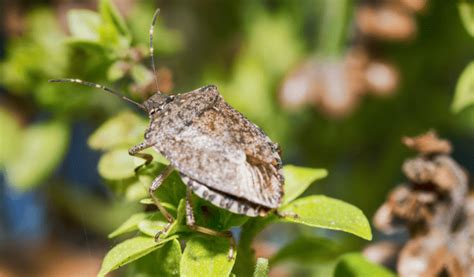  Quince Bush Stink Bug - A Master of Disguise With an Unforgettable Smell!