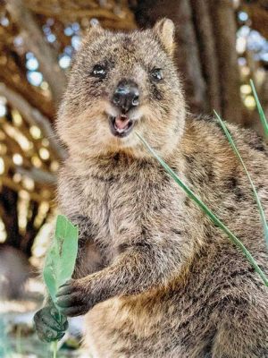  Quokka: Một Vị Khách Lạ Luôn Mỉm Cười, Thể Hiện Tinh Thần Tự Do và Cuộc Sống Thoải Mái!