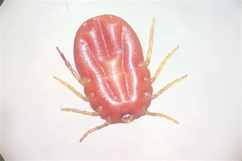  Rhipicephalus Microplus: A Tick So Tiny But Packs a Punishing Bite That Could Leave Livestock Limping!