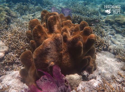  Rhopaloeides –  The Resilient Reef Builder: Discovering a Sponge that Thrives in Tropical Waters!