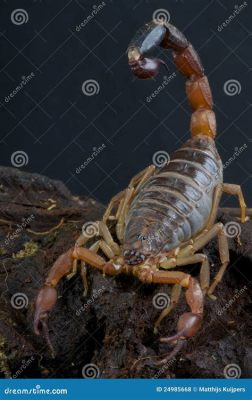  Scorpion: This Fascinating Eight-Legged Predator Possesses Powerful Venom And a Tail That Can Deliver Stinging Strikes!