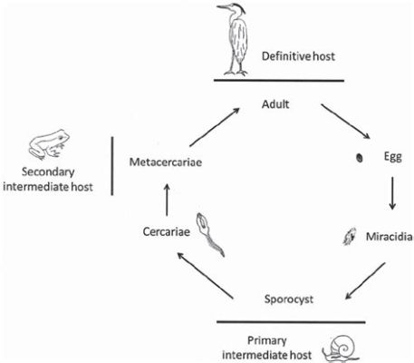  Urogenitalis Trematode: A Parasite with an Unexpectedly Complicated Love Life!