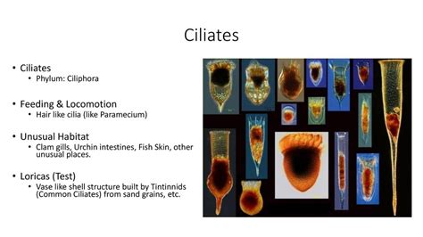  Xiphysodontium! The Tiny Ciliate That Dances Between Sand Grains Like a Microbial Ballerina