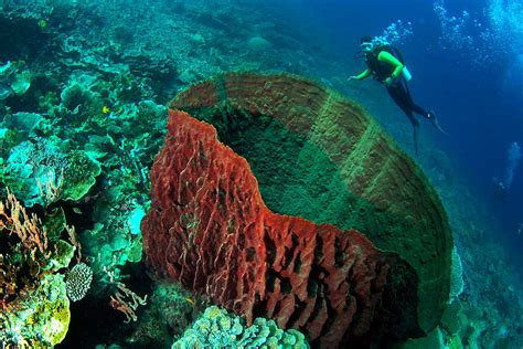  Yellow Barrel Sponge: A Vibrant Underwater Architect with Spiky Skeleton and Filtering Prowess!