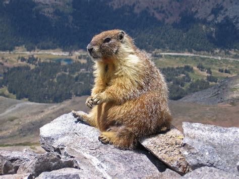  Yellow-Bellied Marmot - A Pocket Rocket With an Underground Social Life!