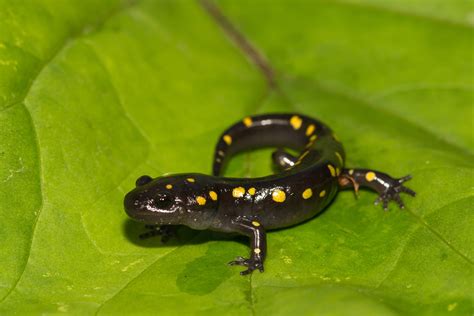  Yellow-Spotted Salamander: Lòng Dịu Dàng Của Một Kẻ Săn Mồi Bất Dĩ