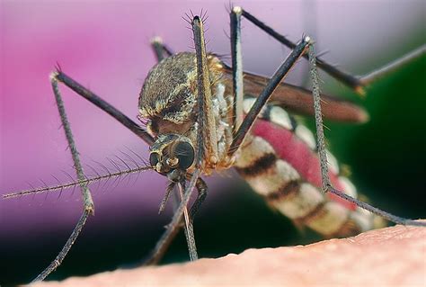  Yvesia!  A Tiny Terror Lurking in Mosquito Guts