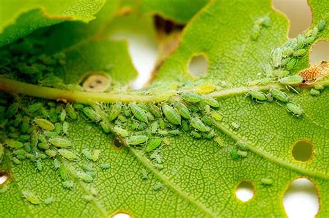  Zebra Aphid: Biết Bạn Có Thể Tìm Thấy Loài Sâu Béo BRootPath Mới Trong Vườn Rau Của Bạn?