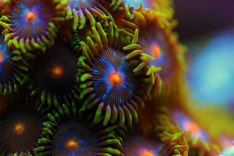  Zoanthid Coral -  Discover These Remarkably Resilient Reef Dwellers With Tentacles That Pulse With Life!